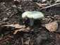 Varashátú galambgomba (Russula virescens), Zemplén
